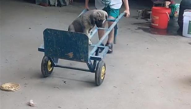老爸给儿子制作小推车,田园犬坐在上面不下来,狗:快推着我兜风