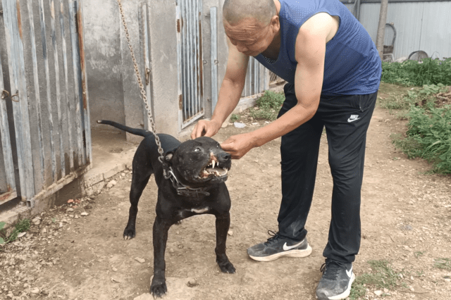 老汉发现养的比特犬斗狗,被不明物抓伤,吓得立马向医生求救