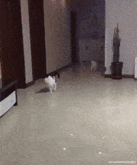 原创 搞笑gif:一顿操作猛如虎,老板来了就把你辞退