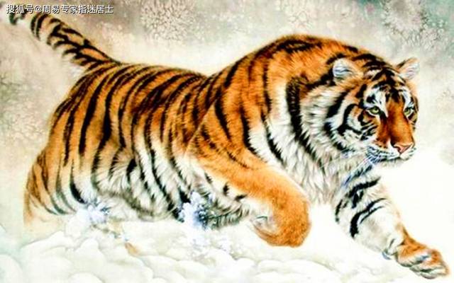 梦境迷踪，解析梦见给老虎抹药的深层含义