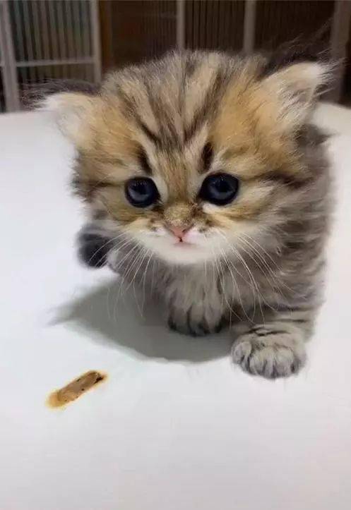 了晒猫晒狗的大军之中,因此倒是爆红了不少的网红宠物,比如说抖音平台