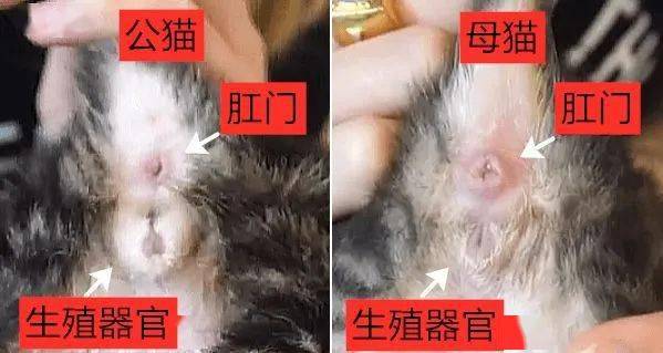 如何区分雄猫和雌猫