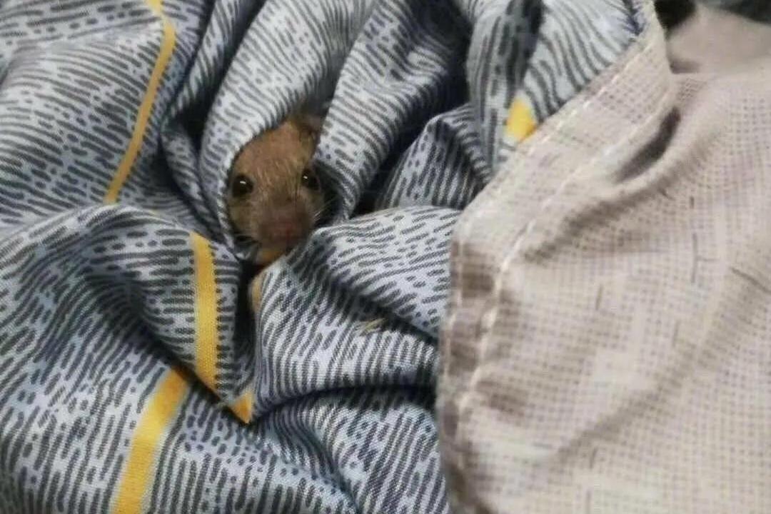 "开学打开宿舍门,我发现老鼠在床上睡觉?救命啊!