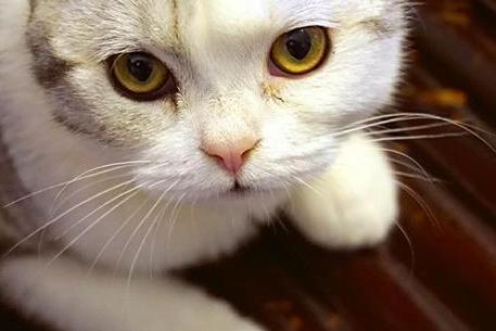 原创 猫咪泪痕严重,不仅影响外观更暗示着疾病,六大原因有不同对策