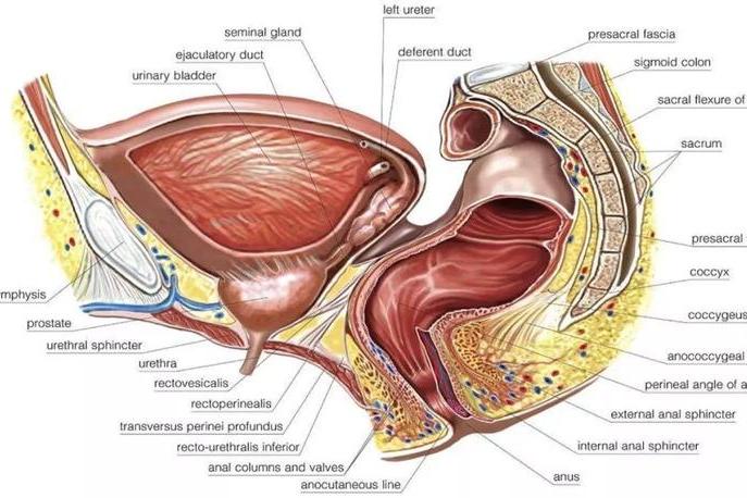 【黄施康说前列腺】前列腺和那些兄弟姐妹们的故事: 膀胱