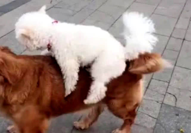 自己怎么做狗背带 7fbcd7b874704aa18a9b9b6e19d937b9.jpeg