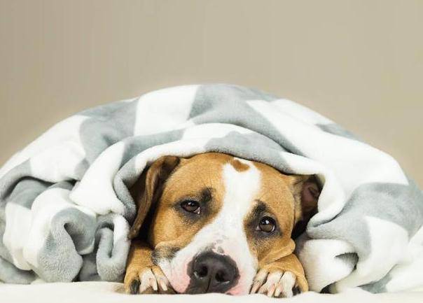 首先还是要带它去宠物医院做一下化验,排除犬瘟热,犬副流感等疾病后