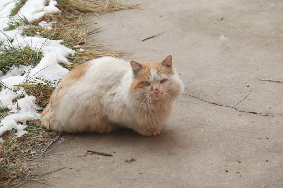 原创流浪猫咪我曾经也有家我也不想流浪