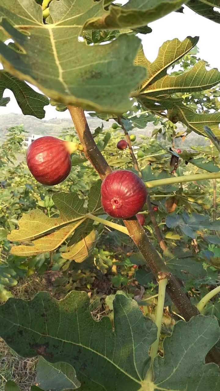 波姬红无花果苗简介 波姬红无花果树苗品种介绍