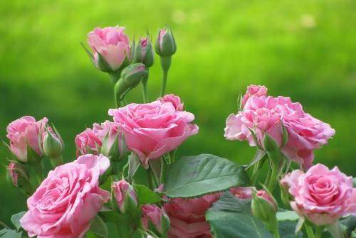 什么时候给花浇水是最佳时间 0e2a95f66a62448b816ba1b15bf7d190.jpeg