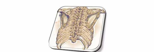 你的后背经常疼痛,需要检查一下"肩胛骨是否有高低"的现篌!