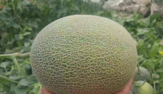 哈密瓜怎么吃最甜 924408f4833e46b7a2a2af89dc326adf.jpeg