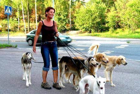 如何给狗狗做牵引绳 afb5c8d882b740729245611188573e24.jpeg