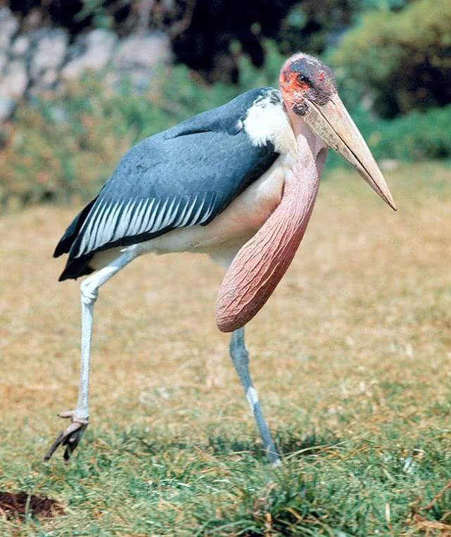 原创世界上最丑的鸟秃头长疮吃腐食和垃圾腿上全是便便