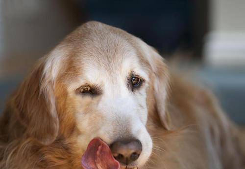 怎么教狗狗说话 54f84d4edc5a44b287d9238d07402626.jpeg