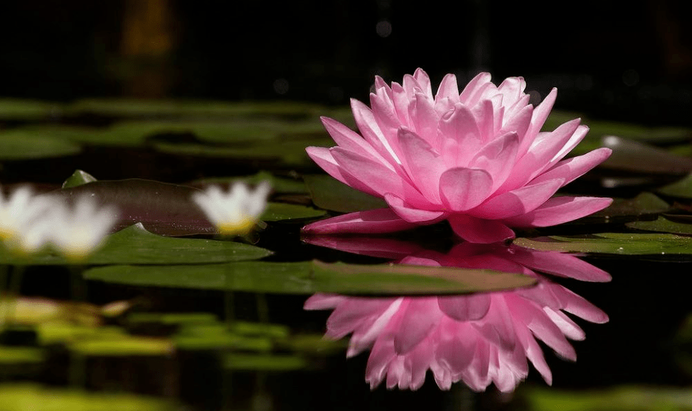 【诗词鉴赏】一池睡莲一池诗,古诗词里的池莲,花中的睡美人!