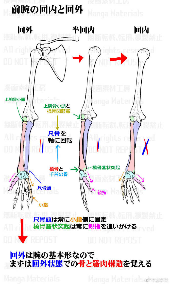 艺学绘图库之手指与手臂骨骼参考图