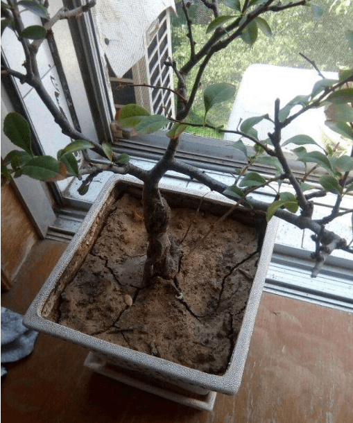 盆栽土壤板结与改良方法 fc258cda68d74c2eaa8af00a9f0caeeb.png