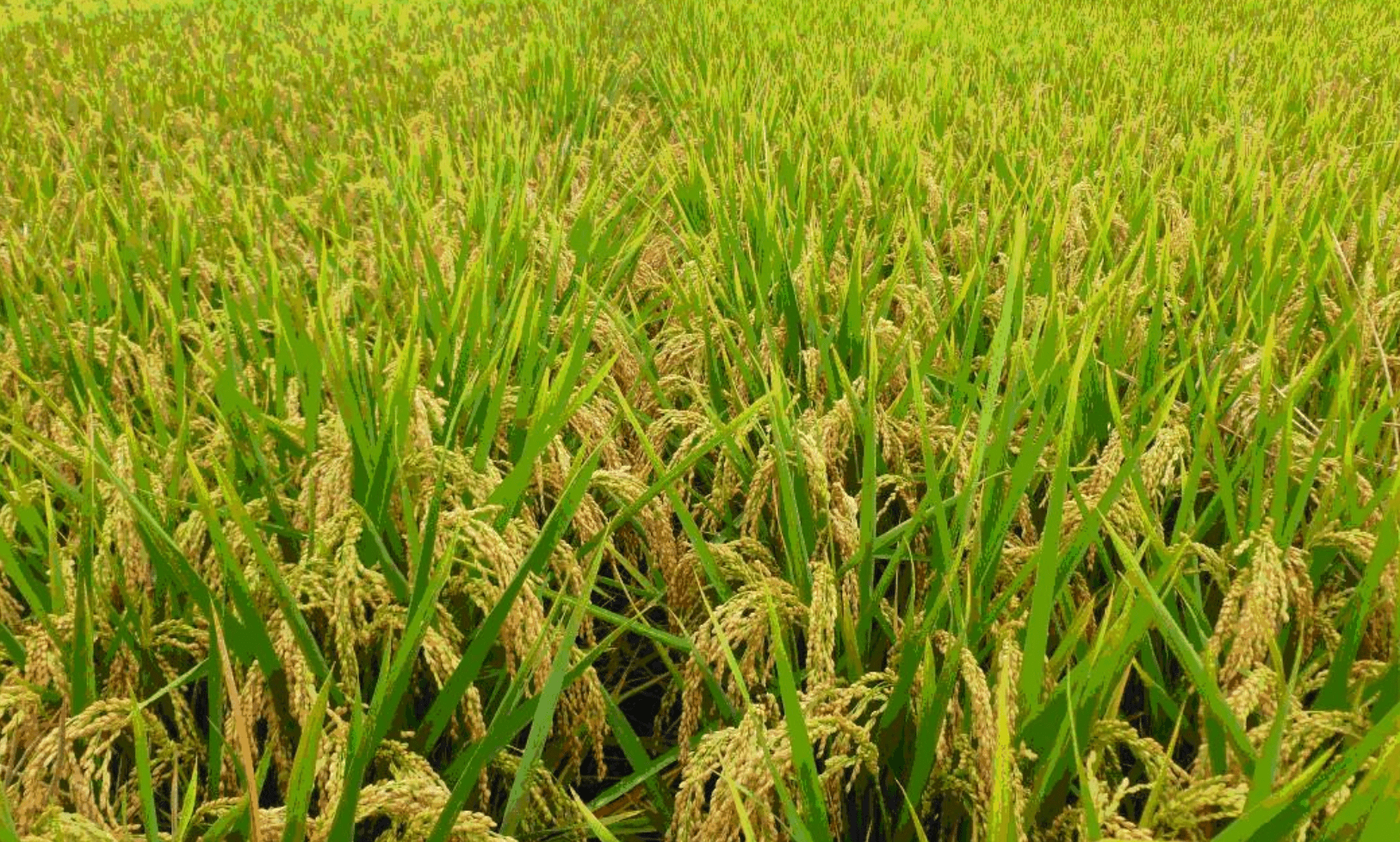 广西农科院——水稻研究所