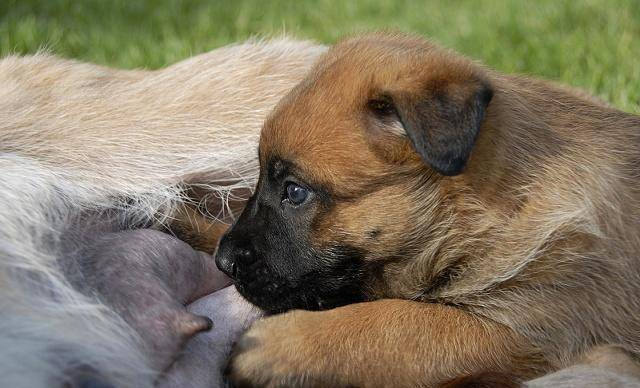 怎么看小狗有没有脱水 5f5885d965cc478eb161111f416ff93e.jpeg