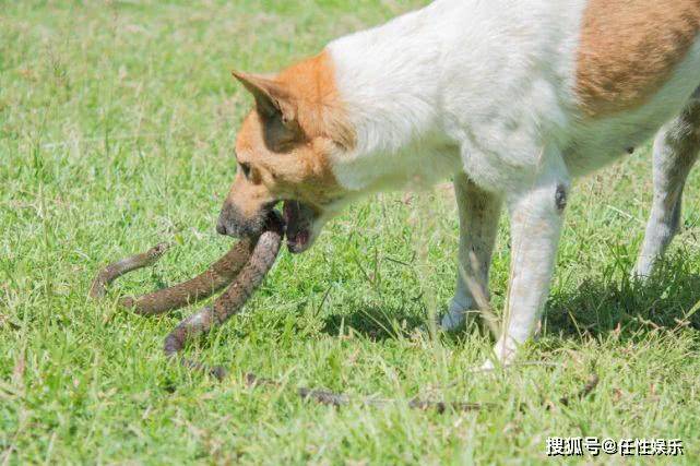 梦境解析，当蛇遇犬——一条蛇被两条狗咬出血的深层含义