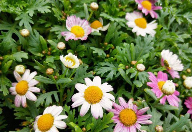 夏天有什么植物花 1bec8c8eebc34ab4a82b52155487d7f8.jpeg