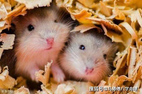 属鼠和属什么最配 6fe39c10c7814891bcf10c3b163c191b.jpeg