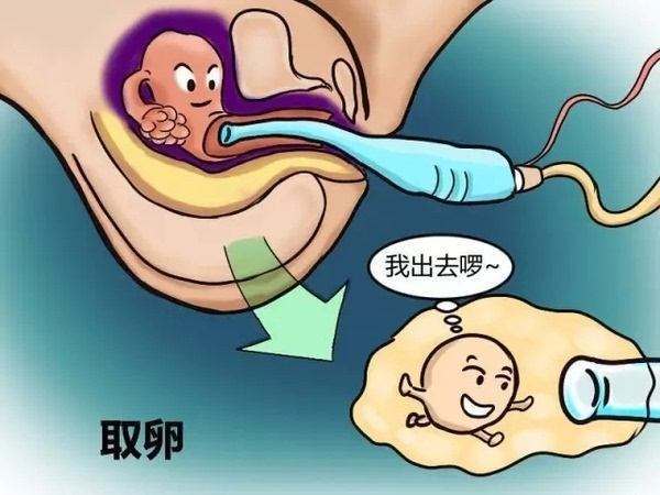 【爱嗣国际科普】哪些因素影响试管疗程的取卵数量?