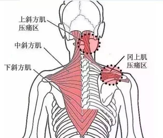 在上项线的内1/3段,系斜方肌筋面附着处,深层为头半棘肌,上项线外1/2