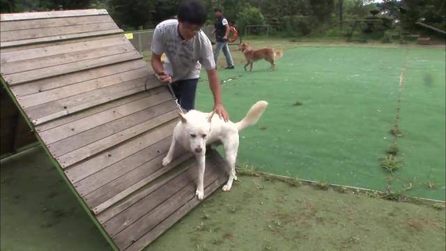 【崩溃】主人崩溃了:“你们是亲父子啊!”,白狗和黄狗见面就打架
