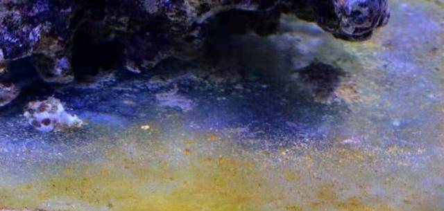 怎么解决鱼缸发黄 8c377f159a8b403abe3a4a0859f0420f.jpeg