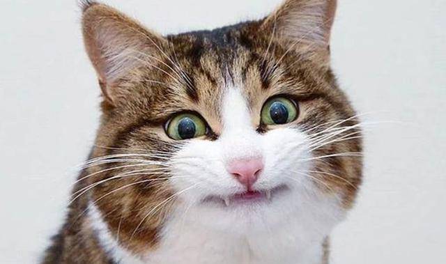 猫的英语叫声 b6f8169878de4745b8b28873fca1378b.jpeg