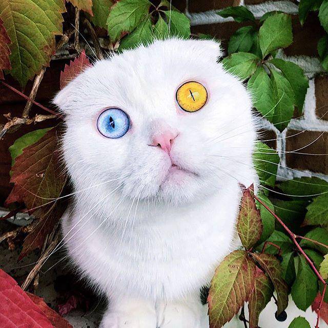 眼睛一黄一蓝,萌宠苏格兰折耳猫成了网红,原来是个没人要的弃儿