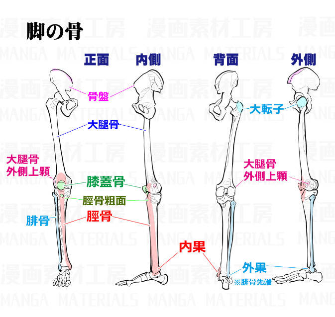 艺学绘素材库之腿部结构大腿小腿骨骼分解