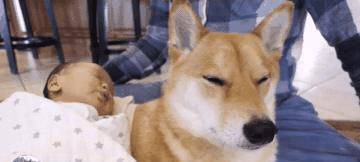 狗狗几岁生宝宝好 dc44087a690046f78ffec29d15454ecc.jpeg