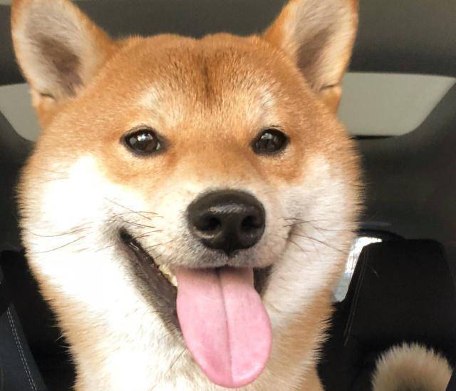 冬天能养的宠物 e606416532b94324b5136f9485596438.jpeg