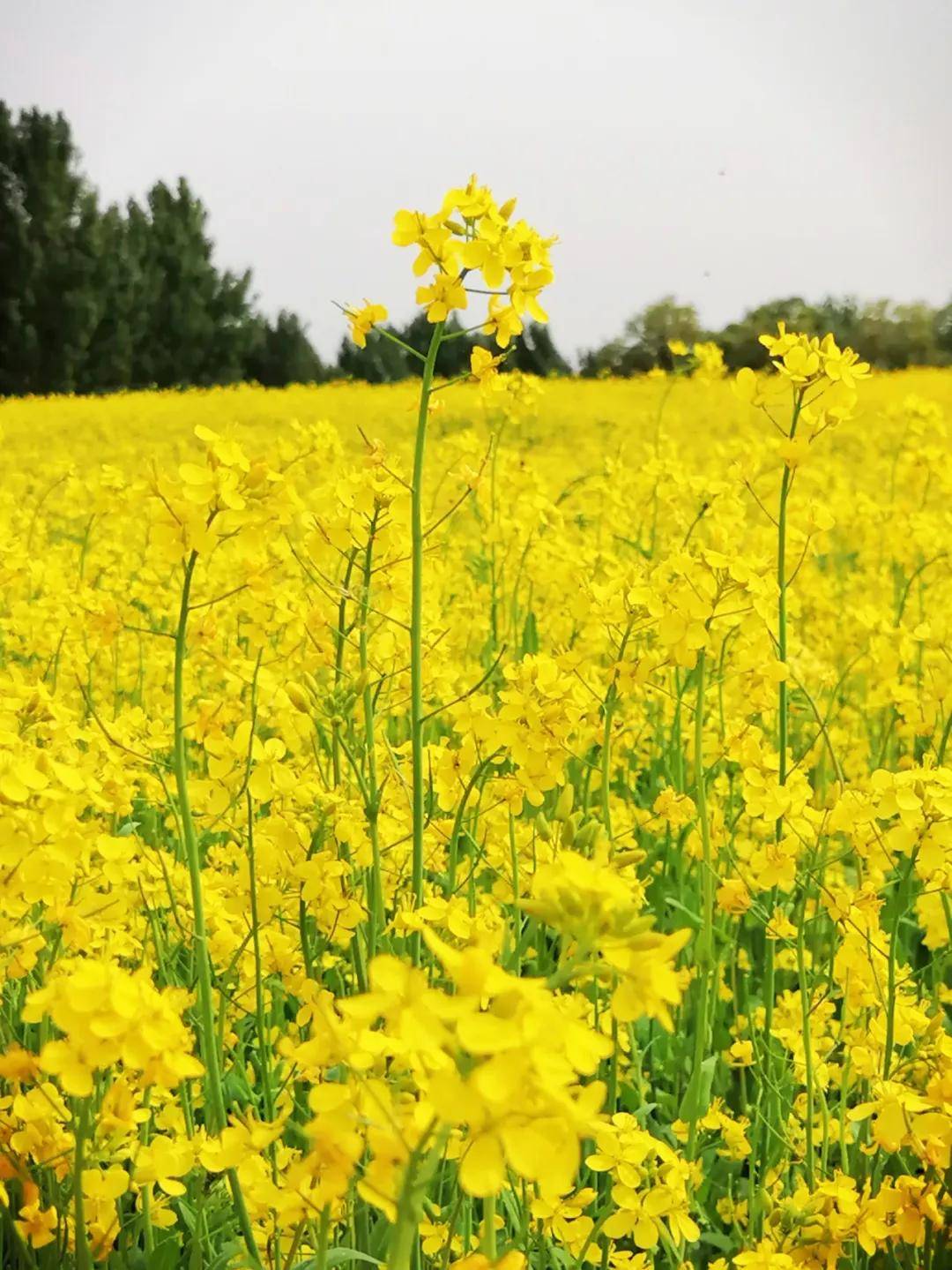 秦皇岛四大油菜花田已绽放成海,美图即将刷爆朋友圈!