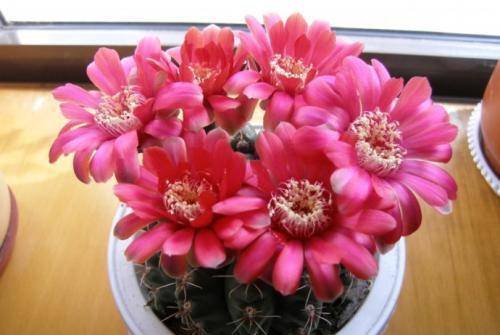 什么时候给花打顶 9d4f0c64720a45f894c718ee334e422c.jpeg
