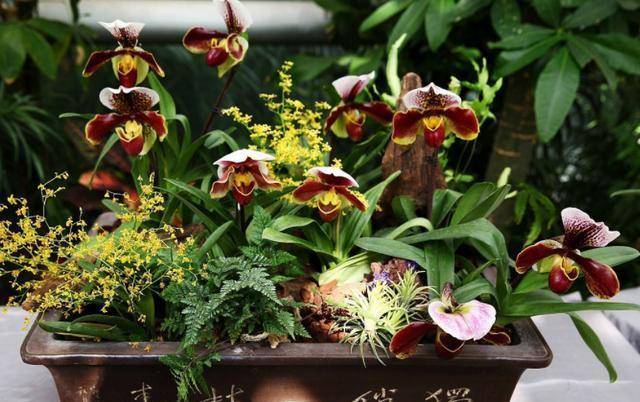 品种最好的兰花草 bac2af8821ce4fee9321fa0ea48ff285.jpeg