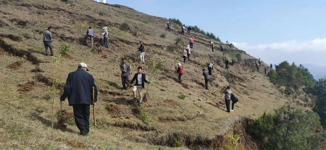 威宁县麻乍镇启戛村:植树造林漫山野 荒山杂田变林荫_手机搜狐网