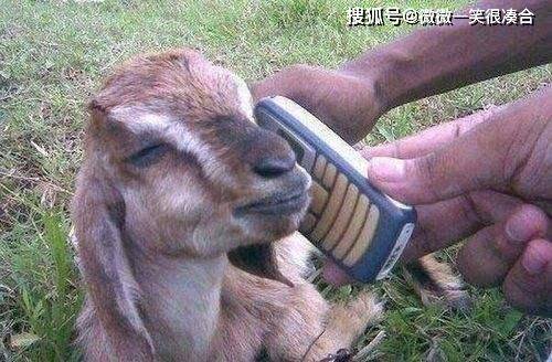 多少斤算大型动物 f7bc16b77d864f5090d2f88755c8782b.jpeg