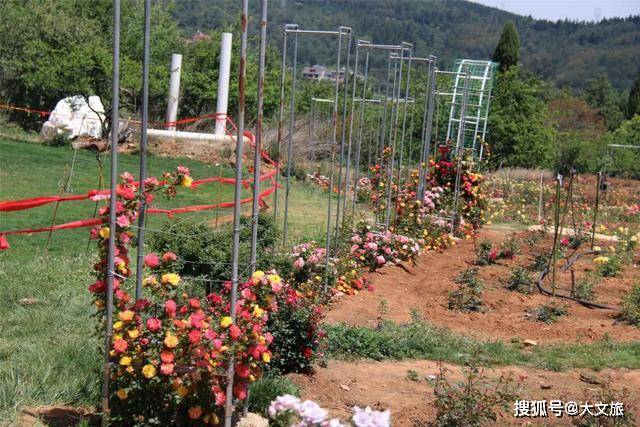 谢了的油菜花,这些油菜籽,名花谷生态餐厅会用来榨油并炒菜招待游客.