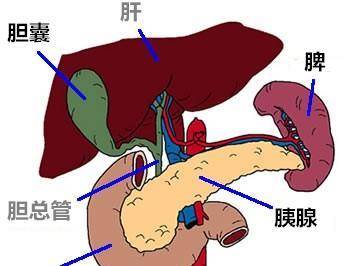 原创如果身体没有出现这8种症状,说明你的脾很健康,人人都羡慕!