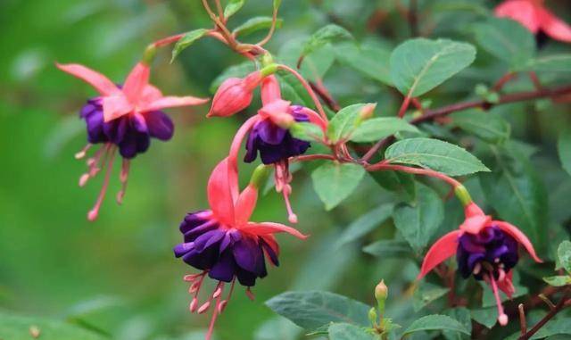 灯笼花的寓意和象征 719dba8cdbff46fbb553a3f0d372b45c.jpeg