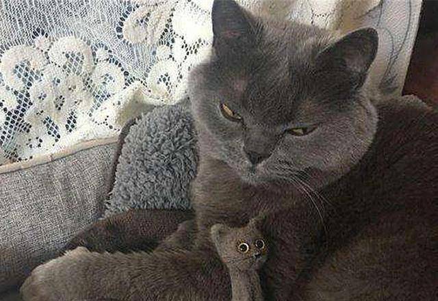 怎样才能有效防止猫毛过敏 92df933cf15341e3b39c4dc60f569d50.jpeg