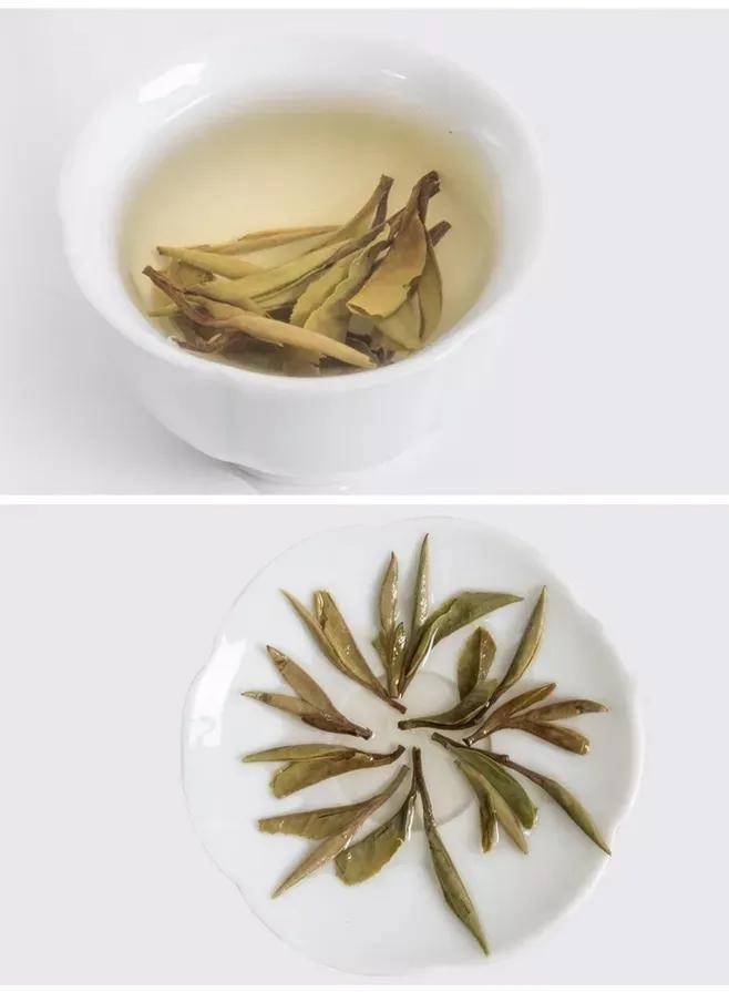 白茶茶叶颜色