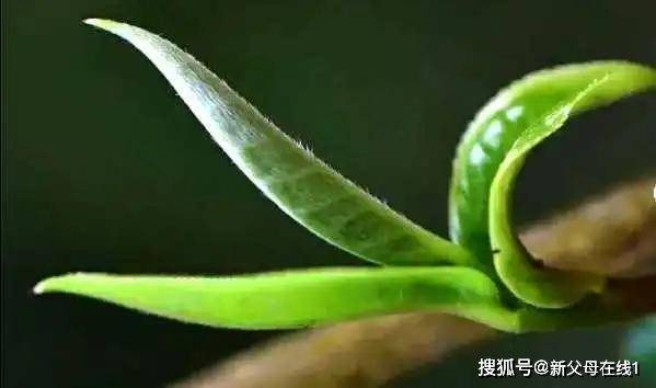 陈运超：陈运超：能否建立未就业大学生的收储制度？