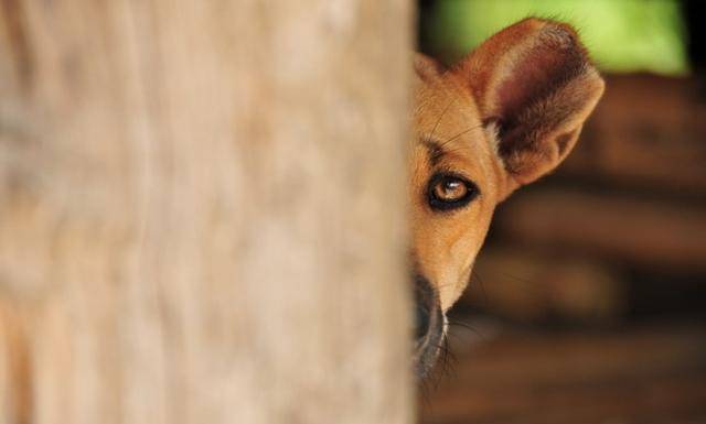 狗为啥怕放鞭炮呢 e88c6a7411914ce1a773c533dc414f76.jpeg