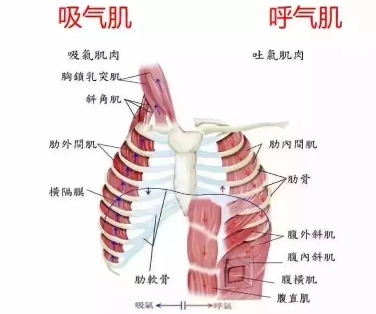 肋骨外翻超突出 瑜伽帮你练就傲人体态