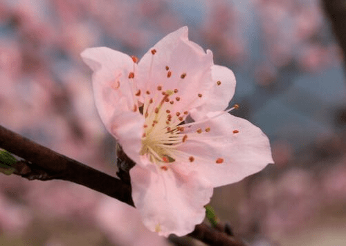 什么是正缘桃花运 24144a0fa10243deb8b8437e0ee92f4e.png